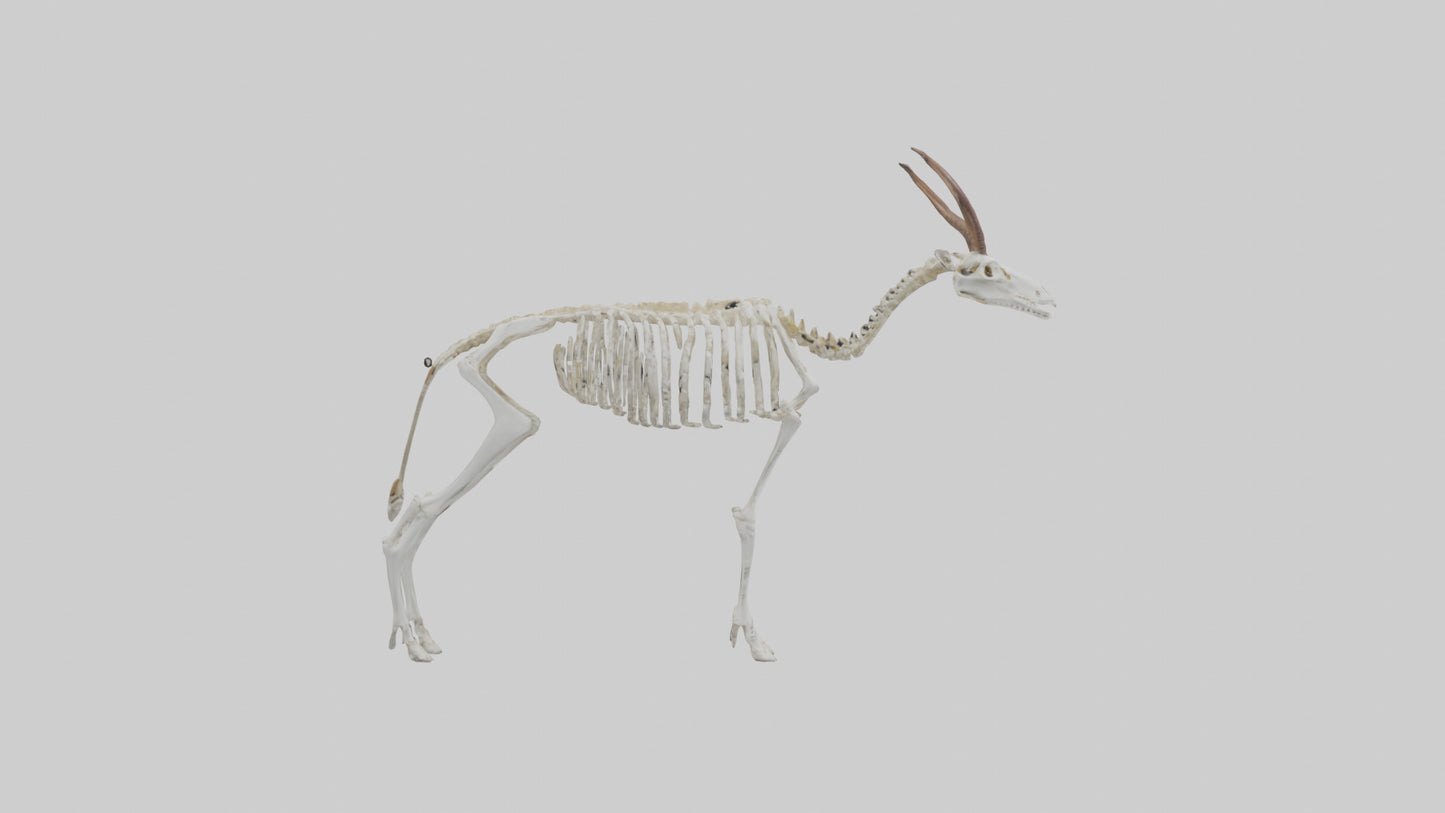 Springbok Skeleton model 3D model