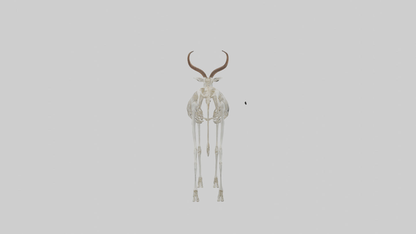 Springbok Skeleton model 3D model