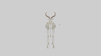 Springbok Skeleton model 3D model