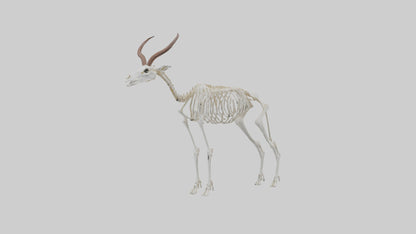 Springbok Skeleton model 3D model