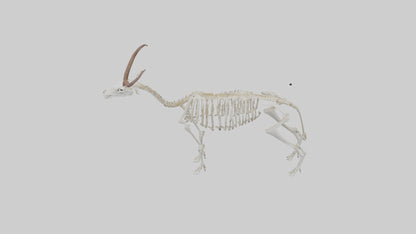 Springbok Skeleton model 3D model