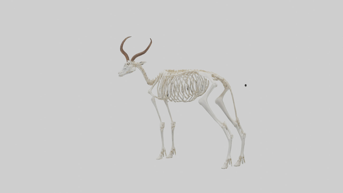Springbok Skeleton model 3D model