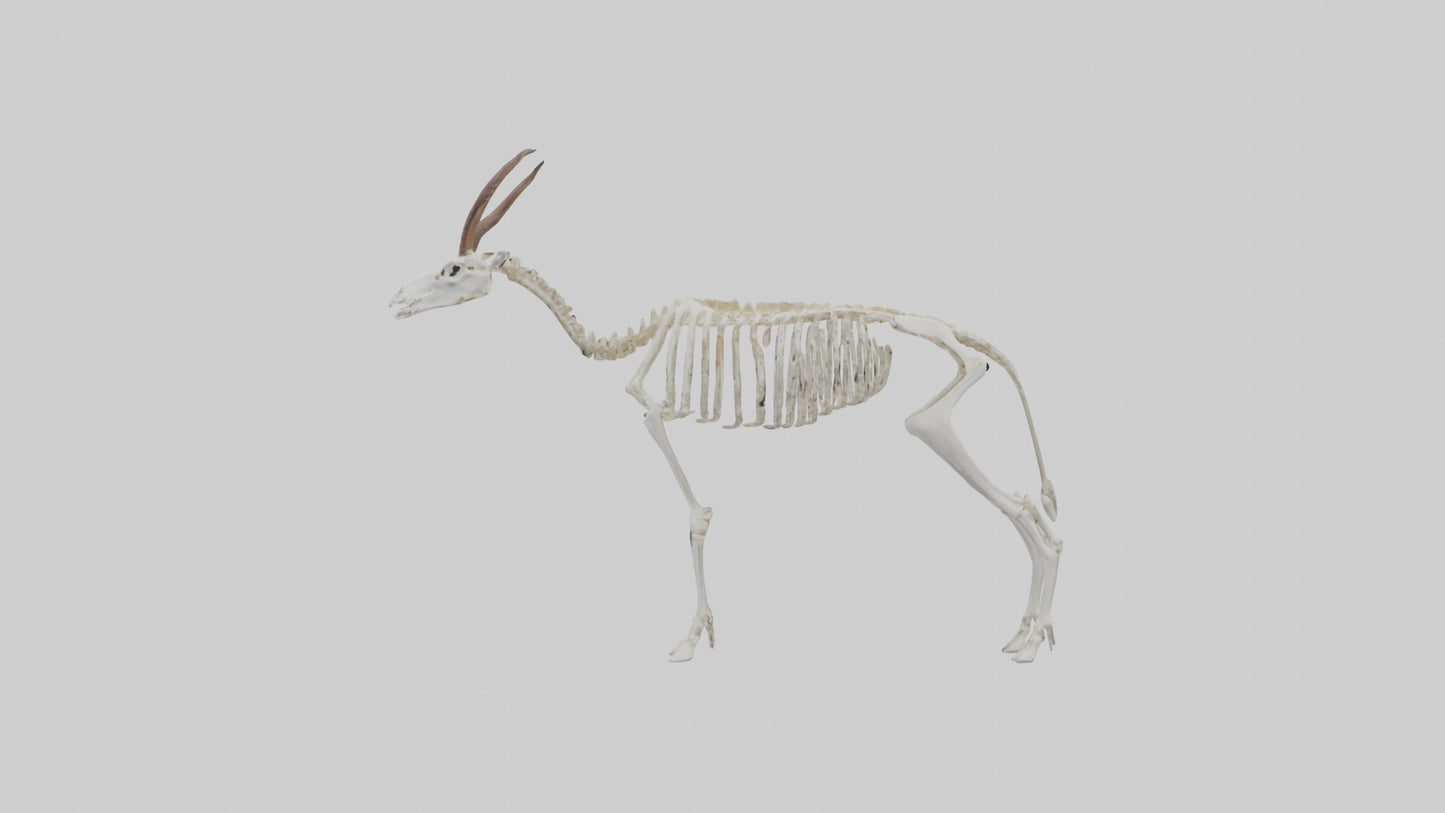 Springbok Skeleton model 3D model