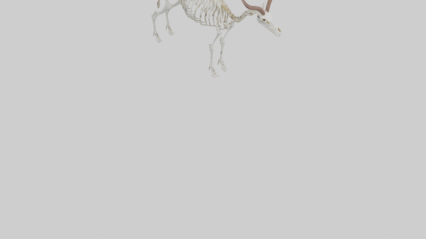 Springbok Skeleton model 3D model