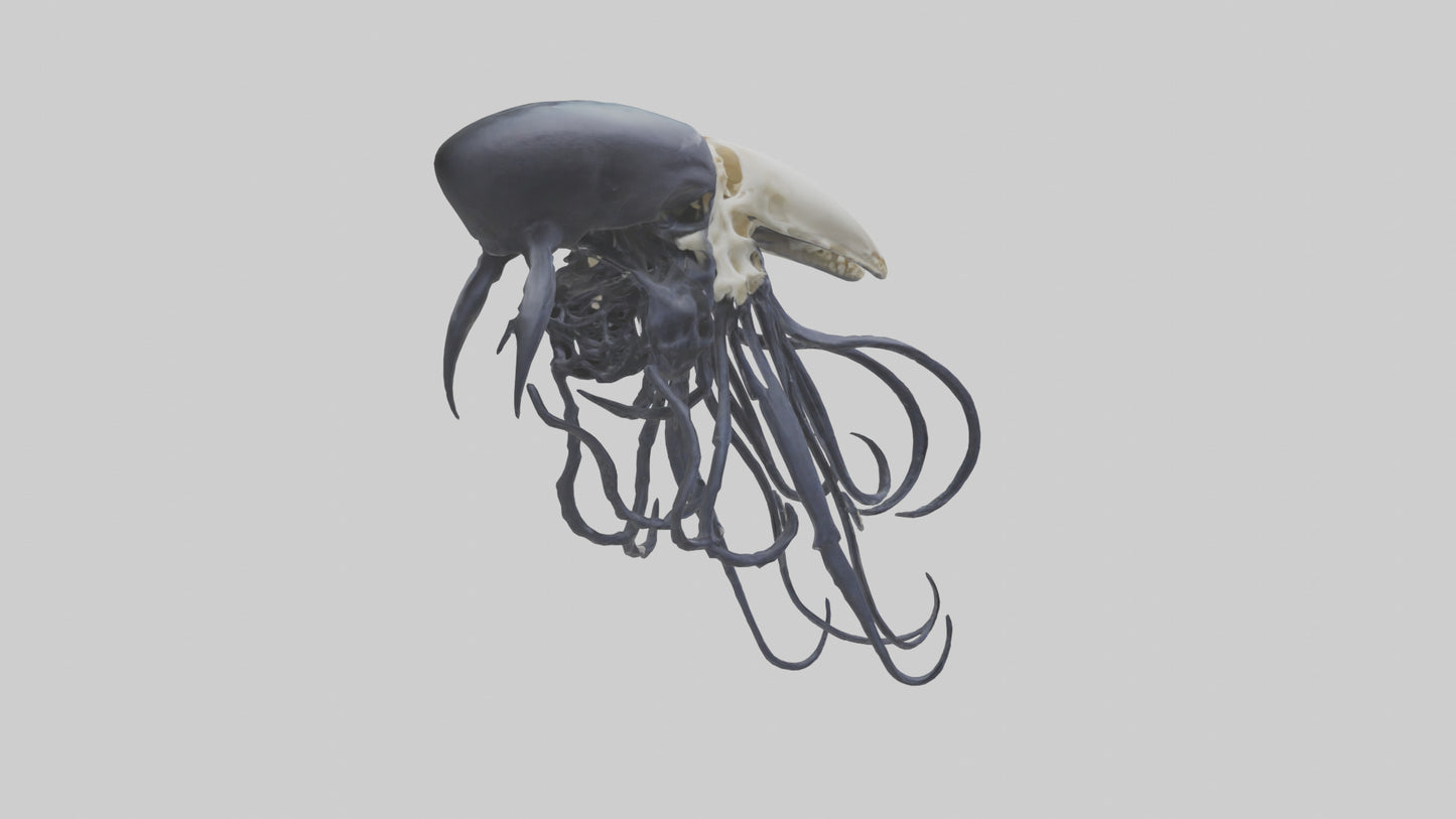 Squid Ink Skeleton model 3D model