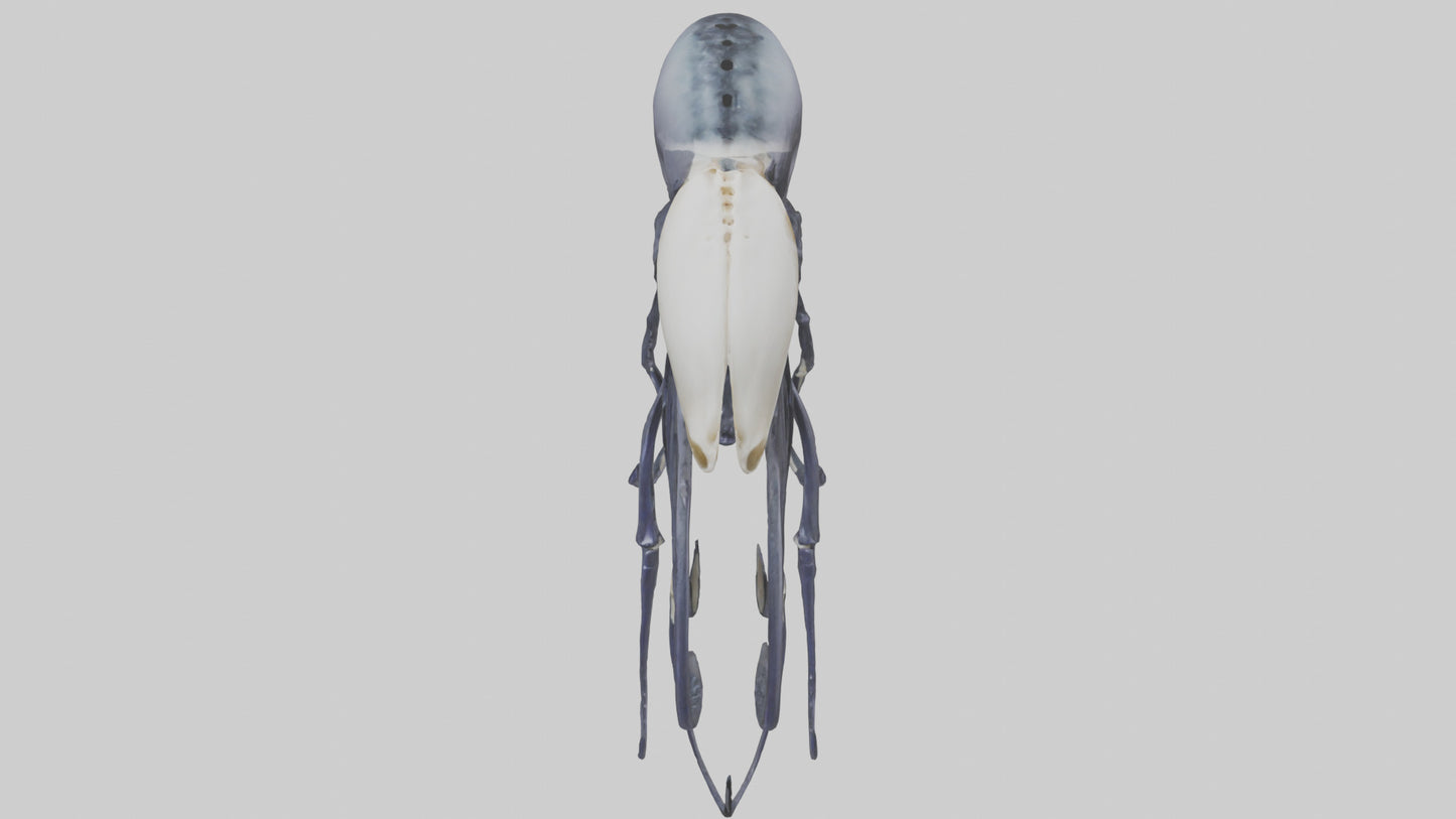 Squid Ink Skeleton model 3D model