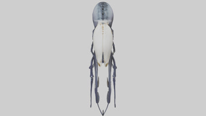 Squid Ink Skeleton model 3D model