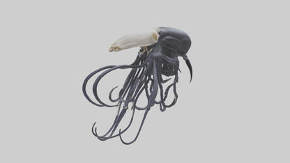 Squid Ink Skeleton model 3D model