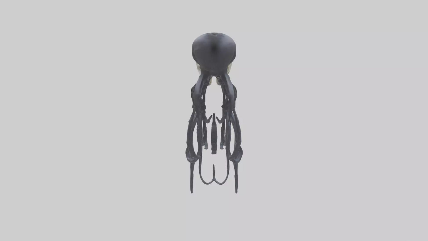 Squid Ink Skeleton model 3D model
