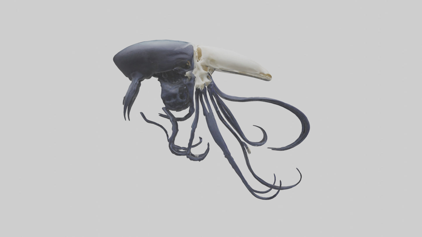 Squid Ink Skeleton model 3D model