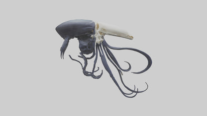 Squid Ink Skeleton model 3D model