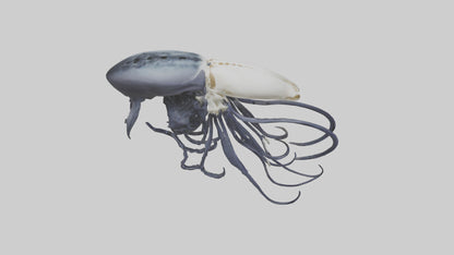 Squid Ink Skeleton model 3D model