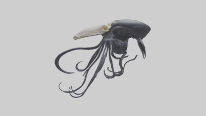 Squid Ink Skeleton model 3D model