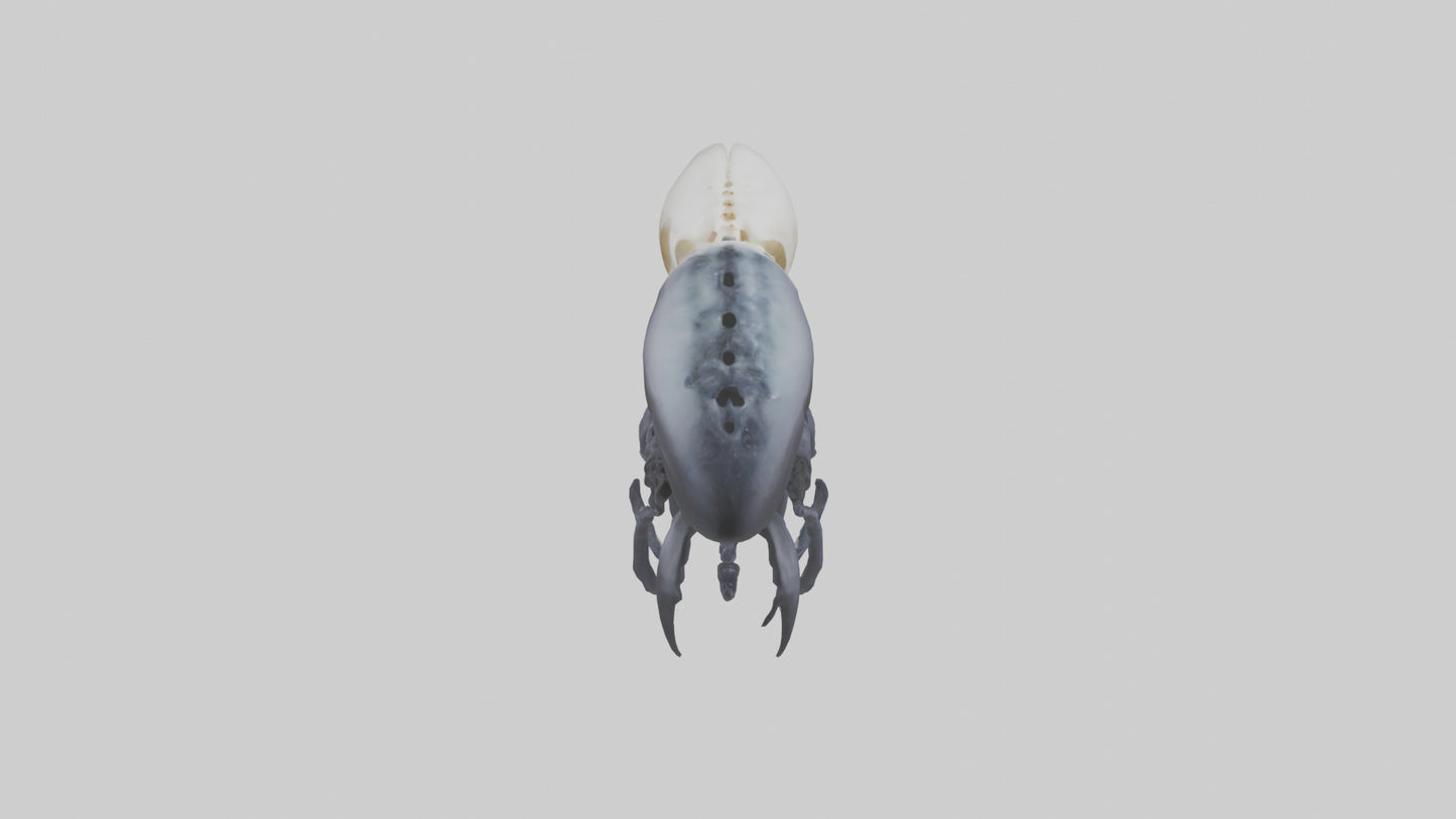 Squid Ink Skeleton model 3D model