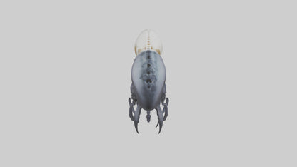Squid Ink Skeleton model 3D model