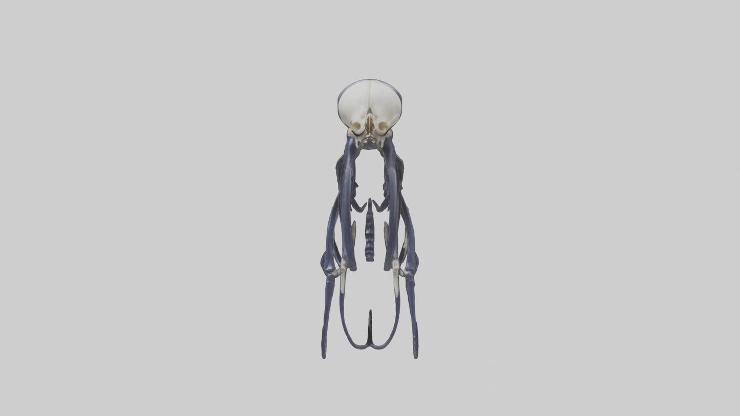 Squid Ink Skeleton model 3D model