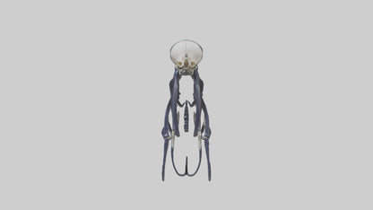 Squid Ink Skeleton model 3D model