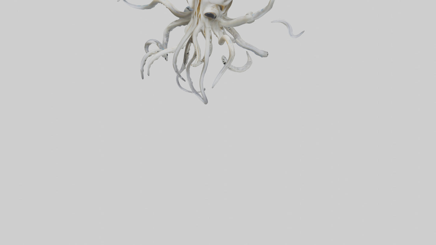 Squid Skeleton model 3D model