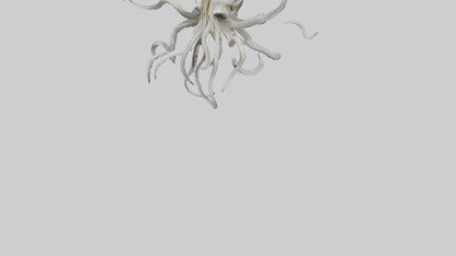 Squid Skeleton model 3D model