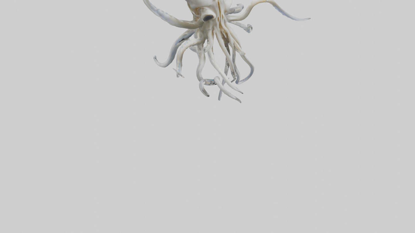 Squid Skeleton model 3D model