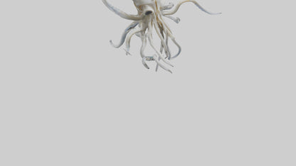 Squid Skeleton model 3D model