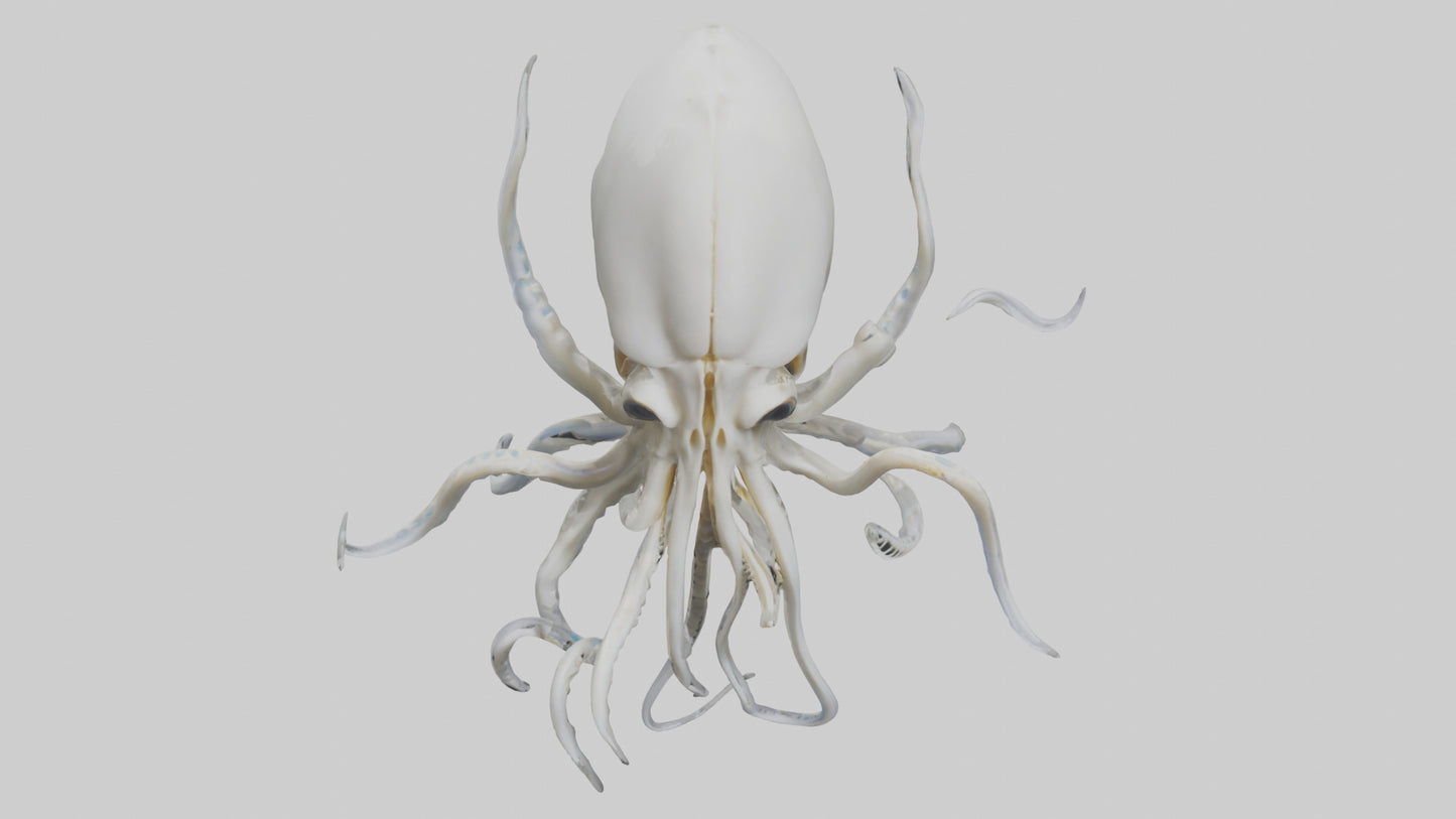 Squid Skeleton model 3D model