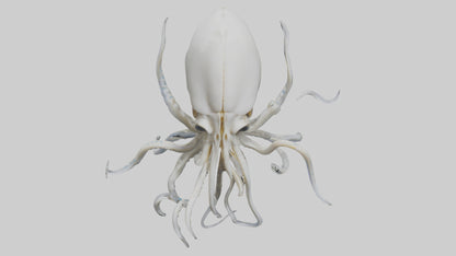 Squid Skeleton model 3D model