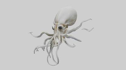 Squid Skeleton model 3D model
