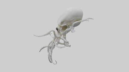 Squid Skeleton model 3D model
