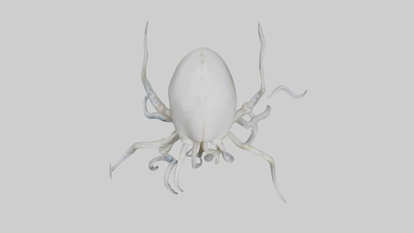 Squid Skeleton model 3D model