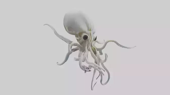 Squid Skeleton model 3D model