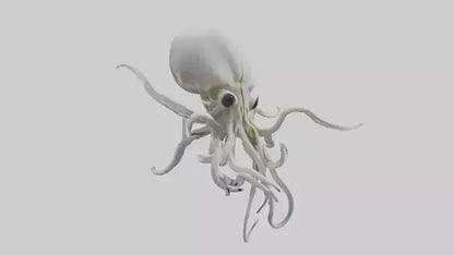Squid Skeleton model 3D model