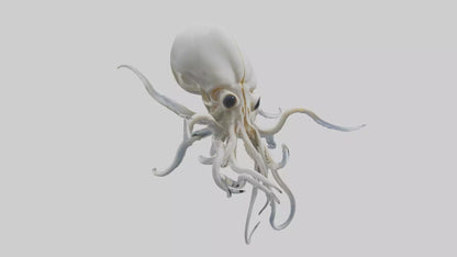 Squid Skeleton model 3D model