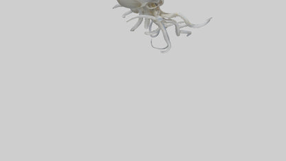 Squid Skeleton model 3D model