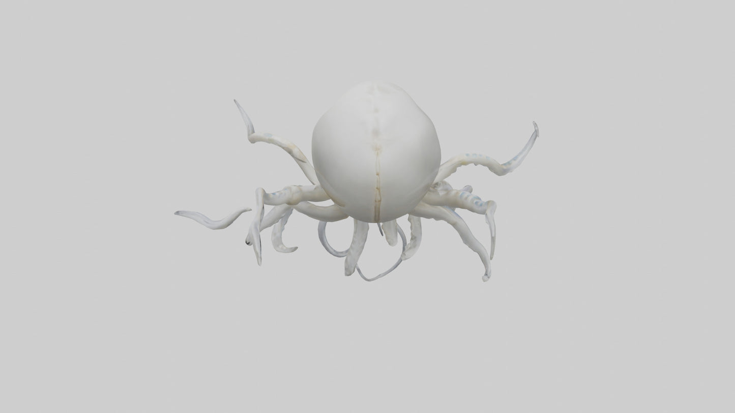 Squid Skeleton model 3D model