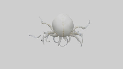 Squid Skeleton model 3D model