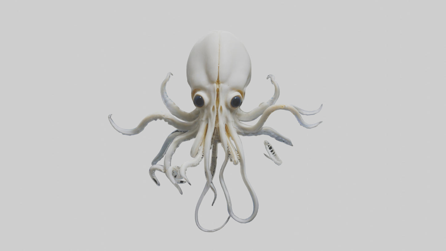 Squid Skeleton model 3D model
