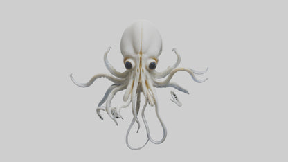 Squid Skeleton model 3D model