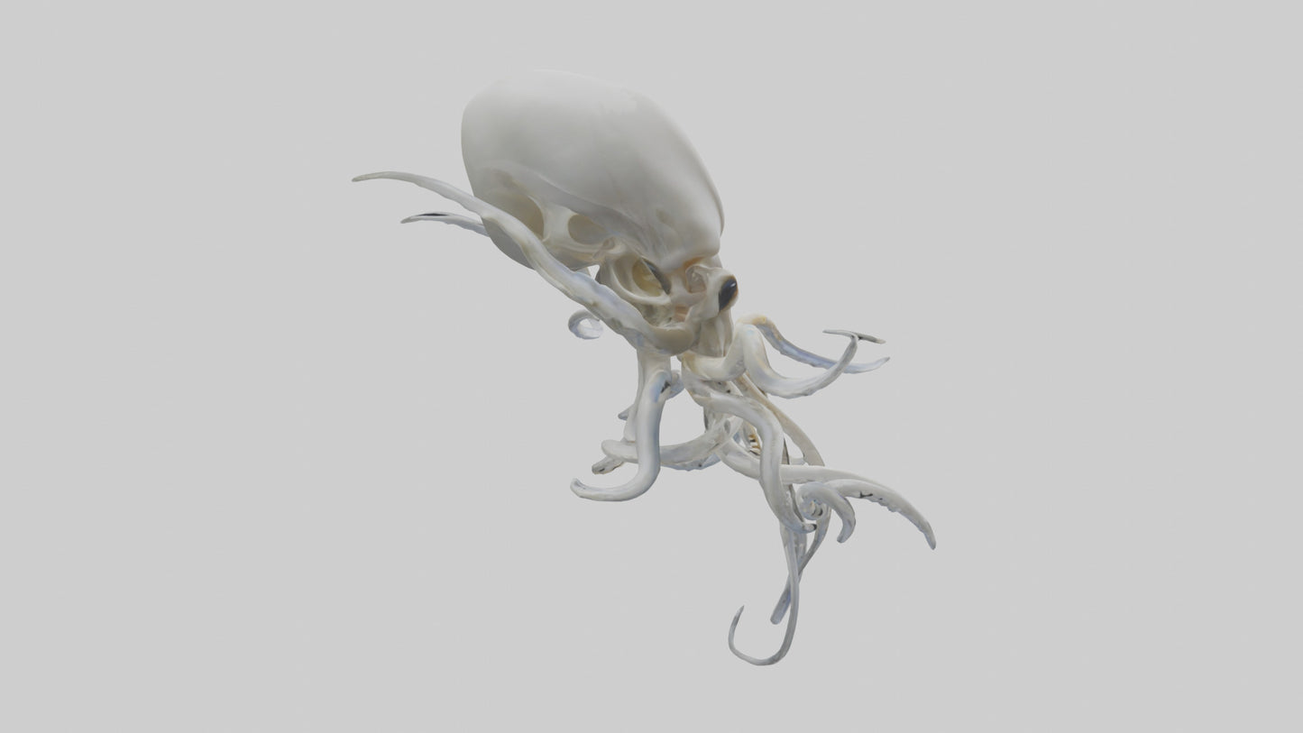 Squid Skeleton model 3D model