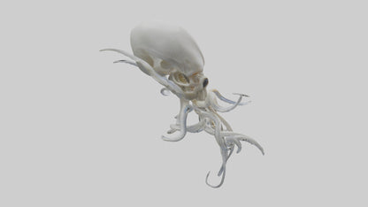Squid Skeleton model 3D model