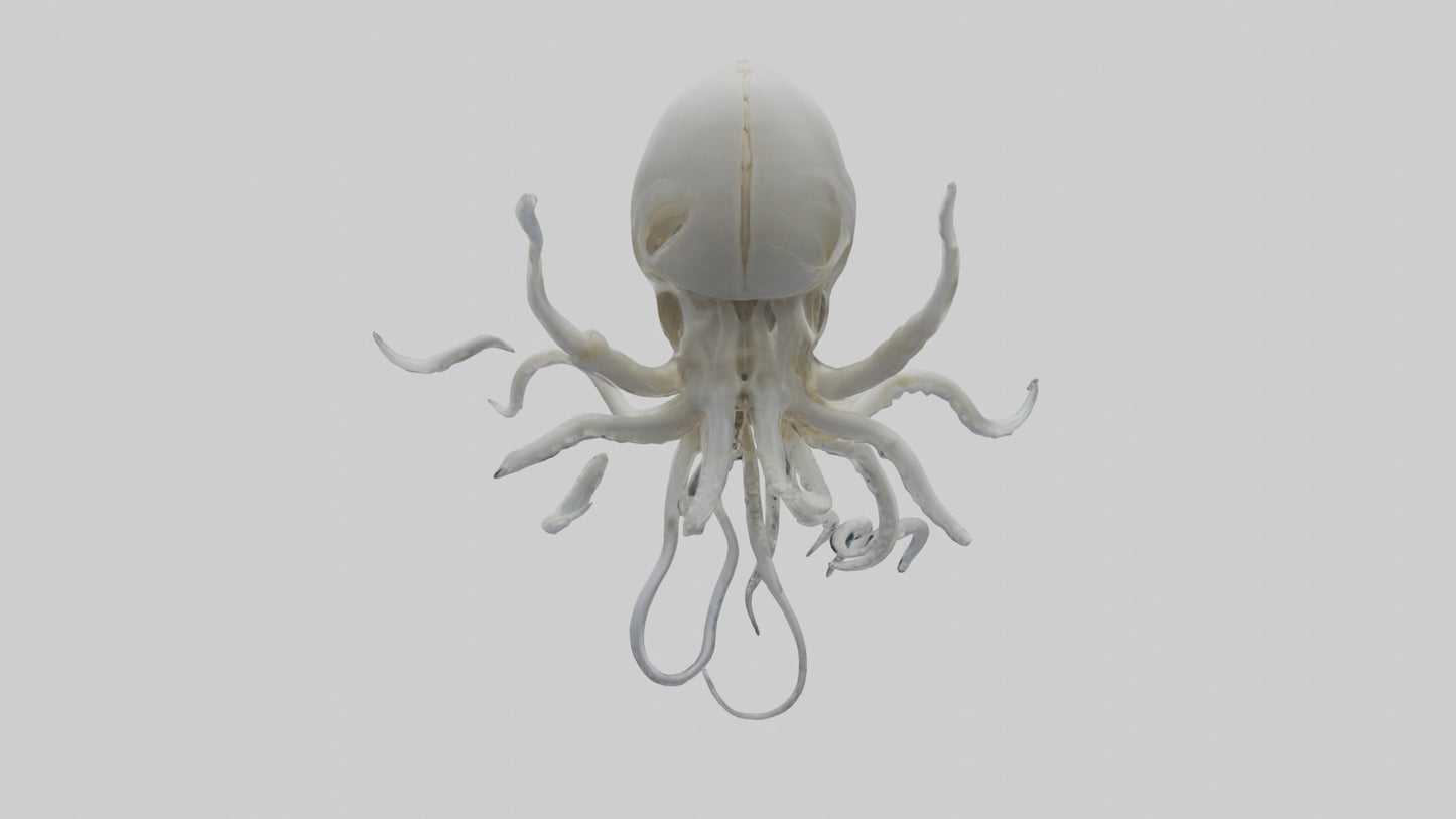 Squid Skeleton model 3D model