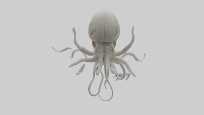 Squid Skeleton model 3D model
