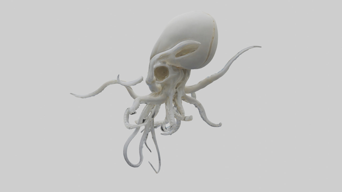 Squid Skeleton model 3D model