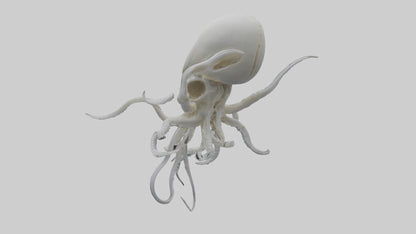Squid Skeleton model 3D model