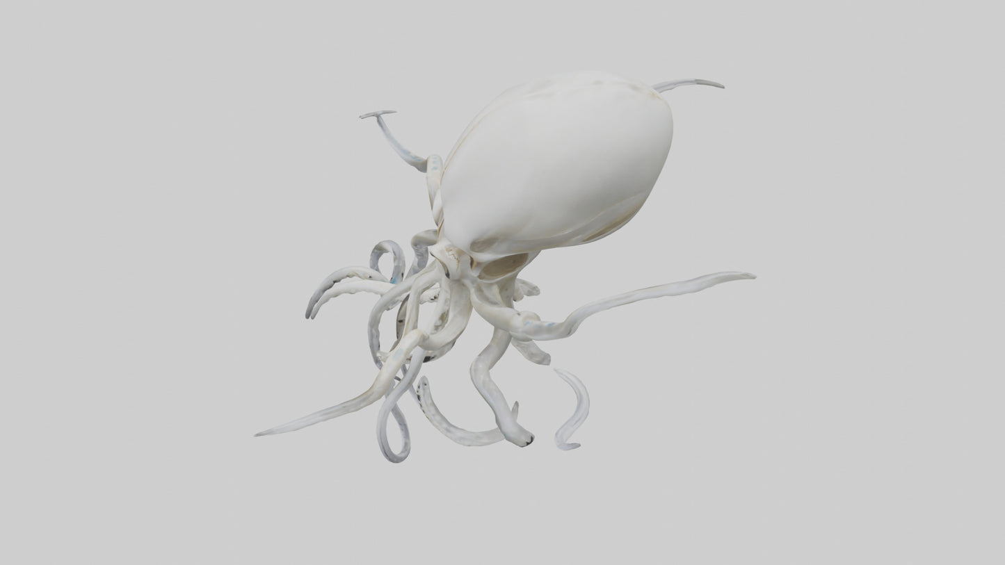 Squid Skeleton model 3D model