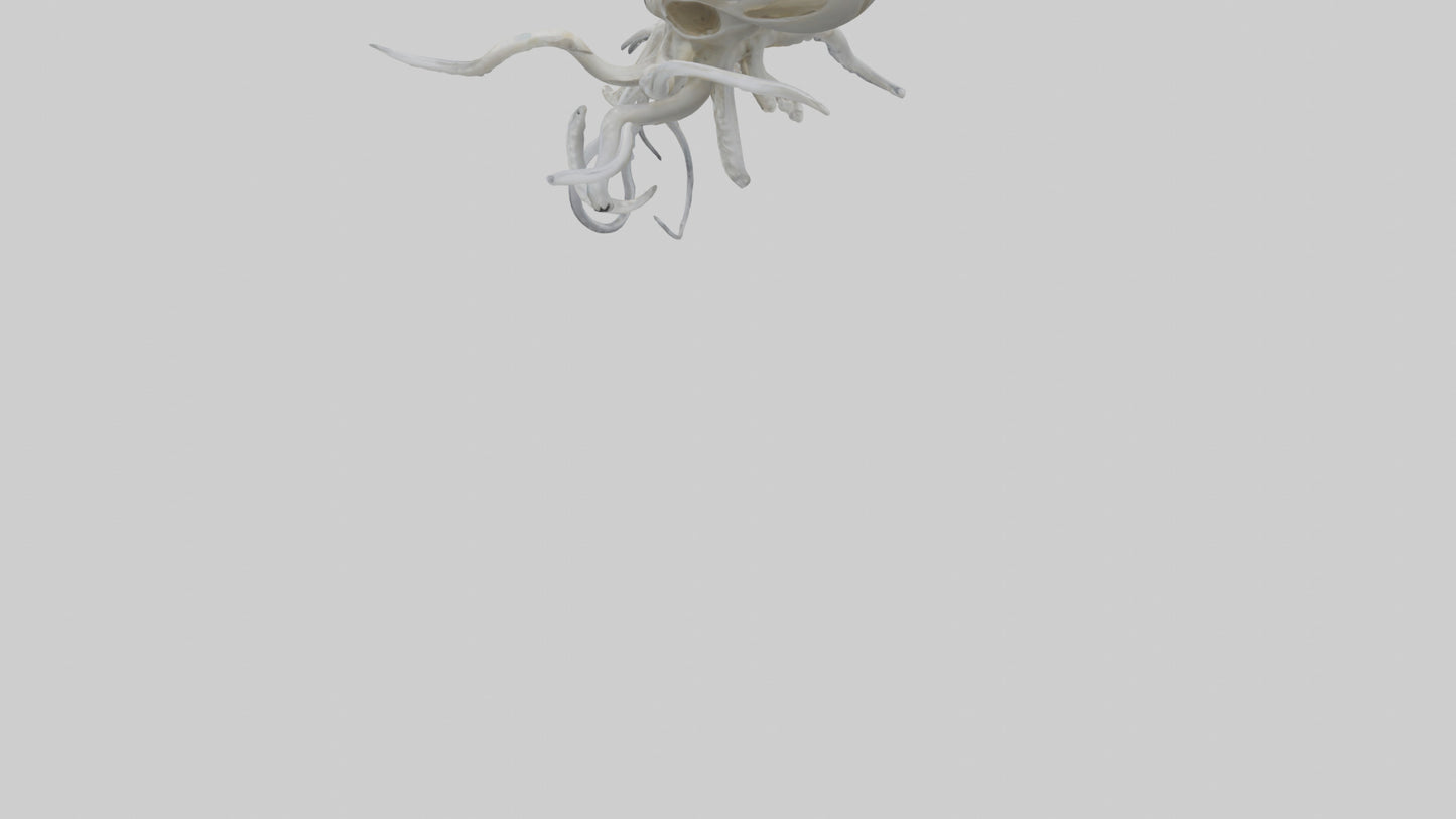 Squid Skeleton model 3D model