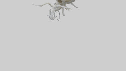 Squid Skeleton model 3D model