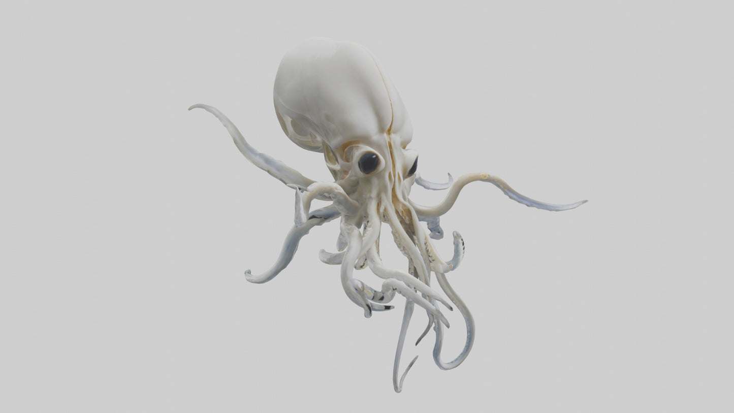 Squid Skeleton model 3D model