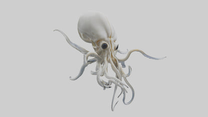 Squid Skeleton model 3D model