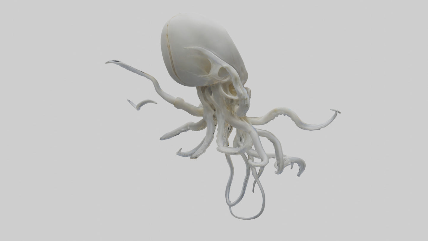 Squid Skeleton model 3D model